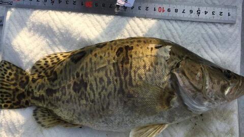 鳜鱼养殖爆料怎么做视频,视频制作攻略全解析  第1张